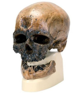 Antropologická lebka člověka kromaňonského - Crô-Magnon
