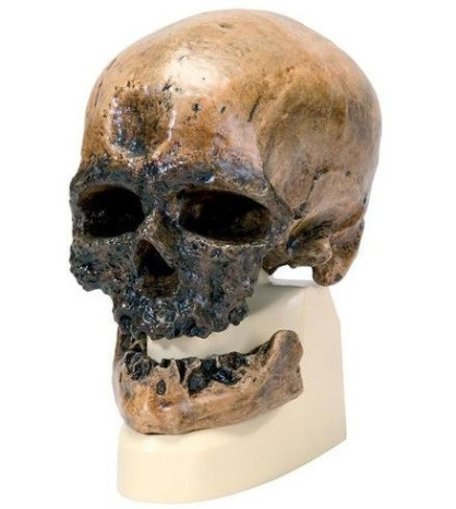 Antropologická lebka člověka kromaňonského - Crô-Magnon