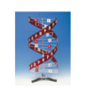 Struktura DNA - velký model