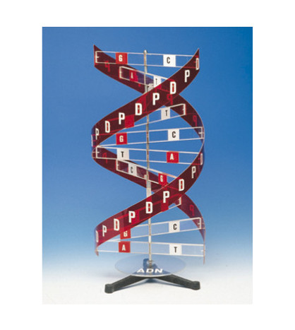 Struktura DNA - velký model