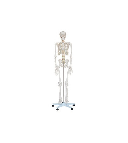 Kostra člověka klasická, životní velikost 180cm - ekonomický model