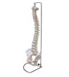 Páteř s pánví, flexibilní - ekonomický model