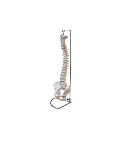 Páteř s pánví, flexibilní - ekonomický model