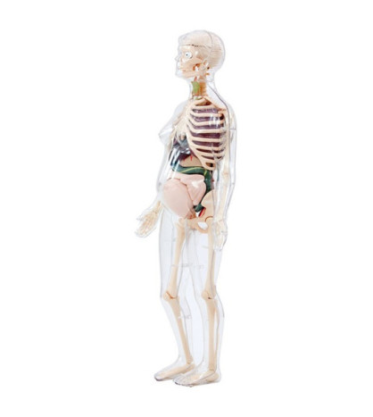 Anatomie člověka - model těhotné ženy