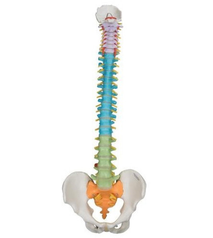 Model - Didaktická ohebná páteř s pohyblivými obratly, 75 cm