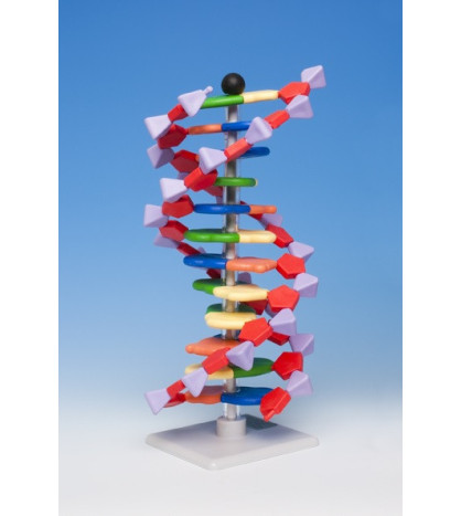 Model DNA 12 částí