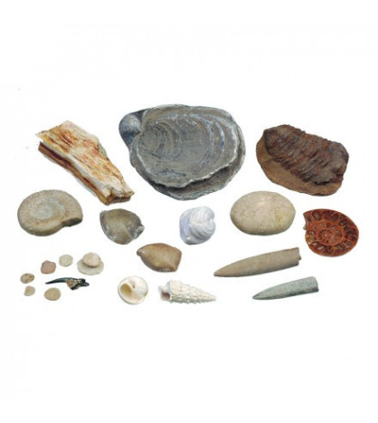 Sada fosilií - různá geologická období