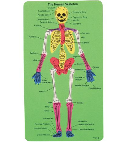 Lidská kostra (puzzle)