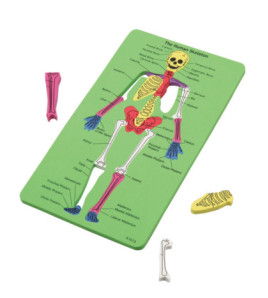 Lidská kostra (puzzle)