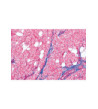 Mikroskopické preparáty - Soubor lidských preparátů - Normální histologie, rozšířená sada