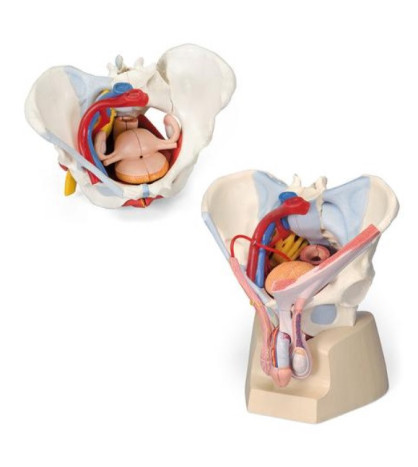 Sada modelů ženské a mužské pánve s pohlavními orgány (3B Smart Anatomy)