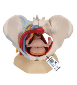 Sada modelů ženské a mužské pánve s pohlavními orgány (3B Smart Anatomy)