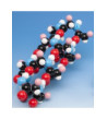Biochemie - model bílkovin, alfa-šroubovka