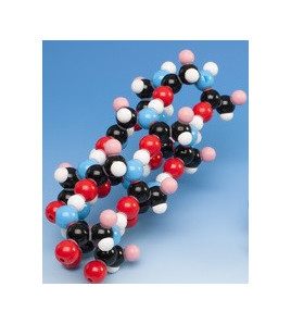 Biochemie - model bílkovin, alfa-šroubovka