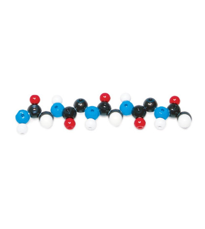 Biochemie - model bílkovin, polypeptidový řetězec
