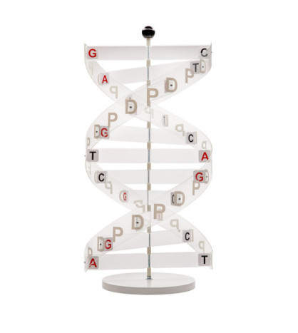 Struktura DNA - velký model