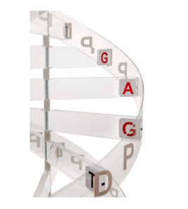 Struktura DNA - velký model