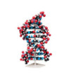 10-vrstvový model DNA