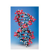 10-vrstvový model DNA