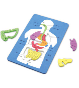Vnitřní orgány člověka (puzzle)