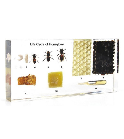 Vývoj včely - model