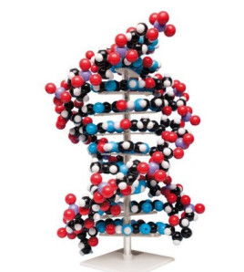 10vrstvý model DNA