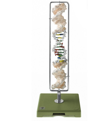 Model dvouzávitnice molekuly DNA (Typ B-DNA)
