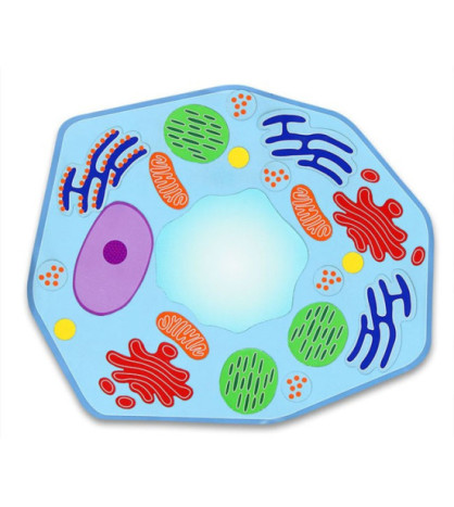 Velká magnetická rostlinná buňka