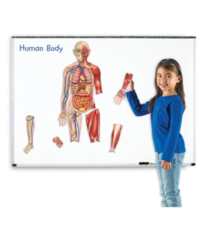 Magnetické lidské tělo