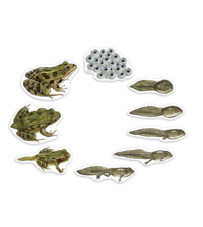 Životní cyklus žáby - magnetický set