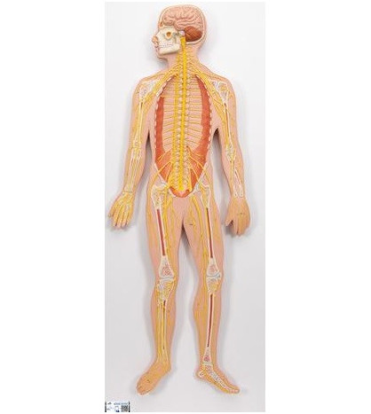 Reliéfní model - Nervová soustava, 1/2 životní velikosti