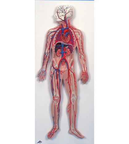 Reliéfní model - Krevní oběh