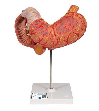 Model - Žaludek, 3-dílný