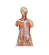 Model - Oboupohlavní torzo deluxe se svaly, 31-dílné