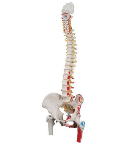 Model - Páteř s pohyblivými obratly, 83 cm