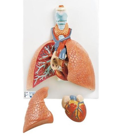 Reliéfní model, 5-dílný - Plíce s hrtanem