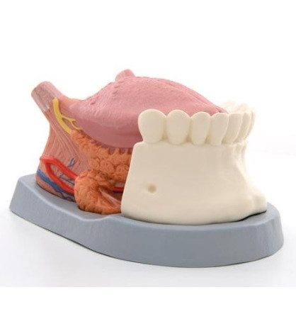 Model - Jazyk, 4-dílný, 2.5násobně zvětšený