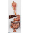 Reliéfní model - Trávicí soustava