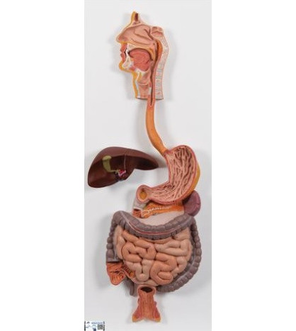 Reliéfní model - Trávicí soustava