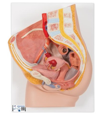 Reliéfní model - Pánev ženy