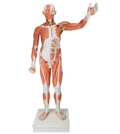 Model - Svalstvo muže, 37-dílný model v životní velikosti