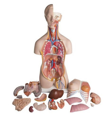 Model - Oboupohlavní torzo deluxe, 24-dílné