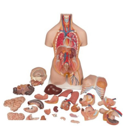 Model - Oboupohlavní torzo deluxe s otevřenou zádovou částí, 28-dílné