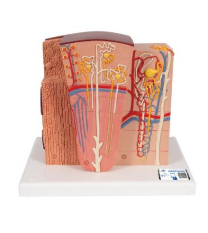 Model mikroskopické struktury ledvin 3B MICROanatomy.