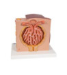 Model mikroskopické struktury ledvin 3B MICROanatomy.