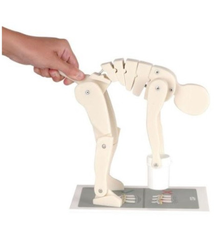 Model správné techniky zvedání břemene