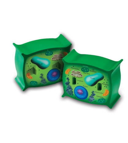 Rostlinná buňka - pěnový model