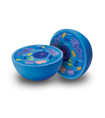 Zvířecí buňka - pěnový model