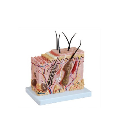 Kůže, model, 70násobné zvětšení - ekonomický model