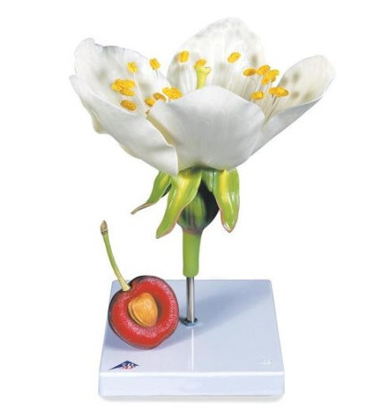 Model - Květ třešně